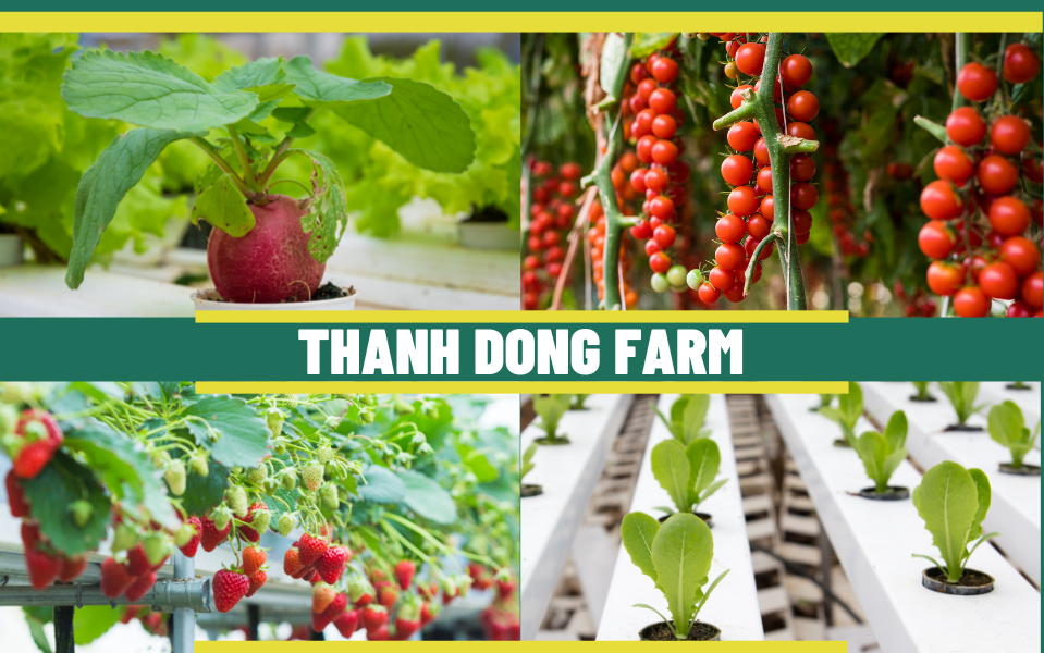 Thanh Dong Farm